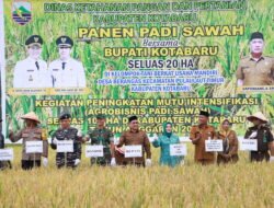 Bupati Kotabaru Hadiri Panen Padi Sawah di Desa Berangas Kecamatan Pulau Laut Timur