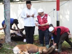 12 Ekor Sapi Dikurbankan: Polres Tanah Laut Berbagi Kemanusiaan di Hari Raya Idul Adha