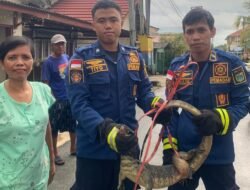 Warga Batulicin Laporkan Biawak Masuk Rumah, Damkar Bergerak Cepat