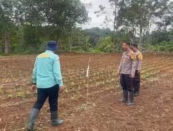 Dukung Program Asta Cita Ketahanan Pangan, Wakapolres Kotabaru Pantau Perkembangan Tanaman 1Juta Hektare Jagung