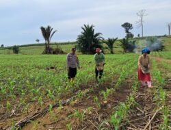 Polsek Hampang Pantau Pemupukan Jagung Serentak Didesa Peramasan, Dukung Swasembada Pangan Nasional