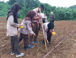 SMAN 2 Kotabaru dan Saka Bhayangkara Dukung Program Ketahanan Pangan Dengan Menanam Jagung Didesa Sarang Tiung