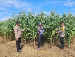 Kecamatan Hampang Siapkan 150 Ha Lahan Produktif Untuk Masyarakat Tanam Jagung