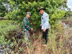 Babinsa dan Dinas Pertanian HSU Berantas Hama Tikus di Amuntai