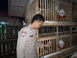 Manfaatkan Tanah Pekarangan Brigadir Deny SF Usaha Ternak Ayam, Dukung Ketahanan Pangan