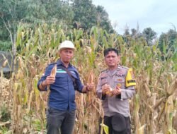 Panen Raya Jagung Serentak Tahap I Digelar di Desa Batuah Kecamatan Pamukan Barat Kotabaru