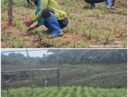 Dukung Ketahanan Pangan Nasional, PT.Sawita Karya Manunggul Pamukan Estate Siapkan 50 Ha Lahan Untuk Menanam Jagung