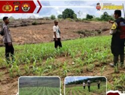 Kapolsek Sungai Durian IPTU Tri Wibawa: Program Penanaman Jagung PT. SKM Dukung Ketahanan Pangan Nasional