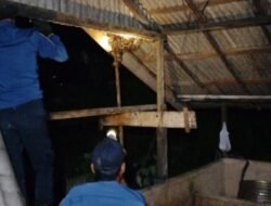 Evakuasi Dramatis! Damkar Tanbu Amankan Ular Sanca di Rumah Warga