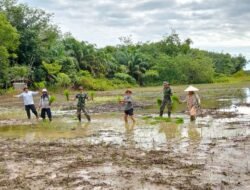 Perkuat Ketahanan Pangan, Satgas TMMD ke-123 Bersama Warga Desa Talusi Menanam Padi