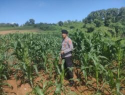 Ketua Gugus Tugas Ketahanan Pangan Kotabaru Cek Perkembangan Tanaman Jagung Didesa Sarang Tiung