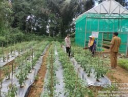 Program Pekarangan Pangan Bergizi di Desa Kulipak Kian Berkembang