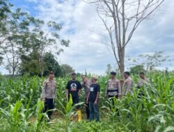 Tinjau Perkembangan Tanaman Jagung, Wakapolres Berkomitmen Dukung Asta Cita Presiden RI