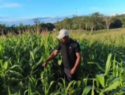 Hasilkan Panen Jagung Berkualitas, Kelompok Tani Desa Sarang Tiung Lakukan Penyemprotan Gulma