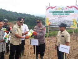 Polsek Sampanahan Beserta Muspika dan PT Sinarmas Tanam Jagung, Dukung Ketahanan Pangan Nasional
