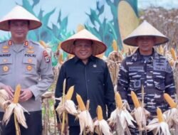Ekspor Jagung Tanah Bumbu Melonjak, Wakil Ketua DPRD Pastikan Dukungan Penuh
