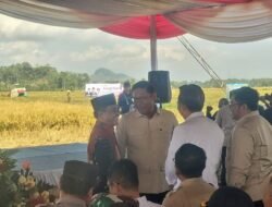 Wakil Menteri Pertanian RI Hadiri Panen Padi Bersama Bupati Jember