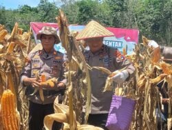 Polsek Hampang Panen Raya Jagung Serentak, Dukung Ketahanan Pangan Nasional