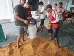 Petani Binaan Polres Kotabaru Distribusikan 19,5 Ton Hasil Panen Jagung Kepada Bulog