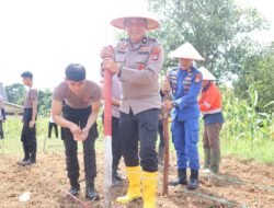 Dukung Ketahanan Pangan, Polres Kotabaru Tanam Jagung di 18 Hektar Lahan Kuartal IV