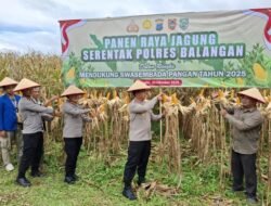 Polres Balangan Gencarkan Program Ketahanan Pangan Lewat Panen Jagung Serentak