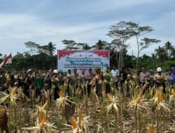 Panen Raya Jagung Serentak di Desa Semisir, Sinergi Dorong Swasembada Pangan 2026