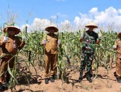 Panen Perdana Jagung di Lahan Tidur, Wakil Bupati Kotabaru Buktikan Ketahanan Pangan Bisa Dimulai dari Desa