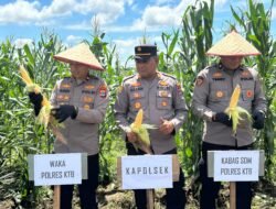 Panen Raya Jagung di Kotabaru, Polres dan Petani Perkuat Swasembada Pangan Nasional