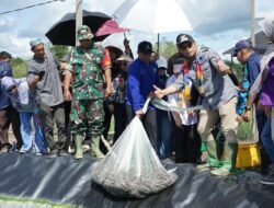 Panen Perdana Udang Vaname di Kotabaru, Rusli–Syairi Dorong Pulau Laut Timur Jadi Sentra Budidaya Modern