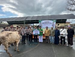 Polres Kotabaru Tebar 18 Sapi Qurban, Perkuat Kepedulian Sosial Sambut Idul Adha 1446 H