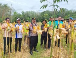 Panen Jagung Pakan Kuartal II di Desa Kasiau Raya, Dukung Program Ketahanan Pangan Nasional