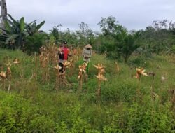 Polsek Muara Uya Cek Kesiapan Panen Jagung Pakan di Desa Uwie, Dukung Program Ketahanan Pangan Nasional