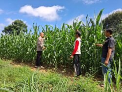 Polsek Pugaan Lakukan Penyiraman Dan Pengecekan Perkembangan Jagung Hibrida Dukung Ketahanan Pangan
