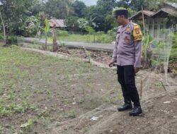Dukung Swasembada Pangan 2026, Polsek Banua Lawas Monitoring Pertumbuhan Jagung Bersama Kelompok Tani