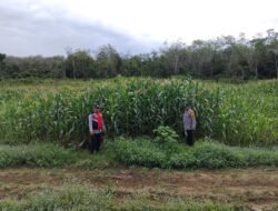 Polsek Muara Uya Monitor Pertumbuhan Jagung Pakan, Dukung Program Ketahanan Pangan Nasional