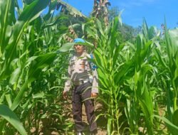 Polsek Muara Harus Lakukan Nonitoring Pertumbuhan Jagung Pakan Di Desa Padangin
