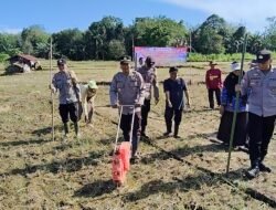 Penanaman Jagung Kuartal II Dukung Swasembada Pangan Tahun 2026 Di Desa Muang