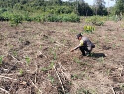 Polres Tabalong Dukung Ketahanan Pangan, Libatkan Polsek Lakukan Pemantauan Pasca Tanam Jagung