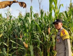 Polres Tabalong Lakukan Pengecekan Pertumbuhan Jagung Pakan di Desa Muang