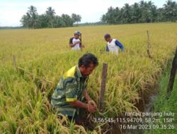 Produksi Padi Tanah Bumbu Tembus 58.749 Ton, Tahun Ini Ditargetkan Capai 69.806 Ton