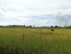 DPKP Tanah Bumbu Pastikan Distribusi Pupuk Bersubsidi Segera Normal, Stok Dipastikan Aman