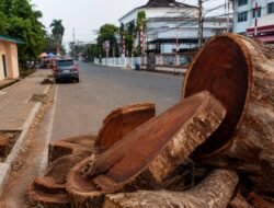 Pohon Mahoni Jalan Kuripan Ditebang, Disebut untuk Proyek Cipta Karya