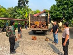 Kepergok Bawa 1,2 Ton Sawit, Sopir Truk Diamankan Polisi