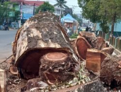 Pohon Besar di Jalan Kuripan Amuntai Ditebang, DLH Mengaku Tak Mengetahui